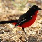 SHRIKE  CRIMSON  BREASTED.JPG