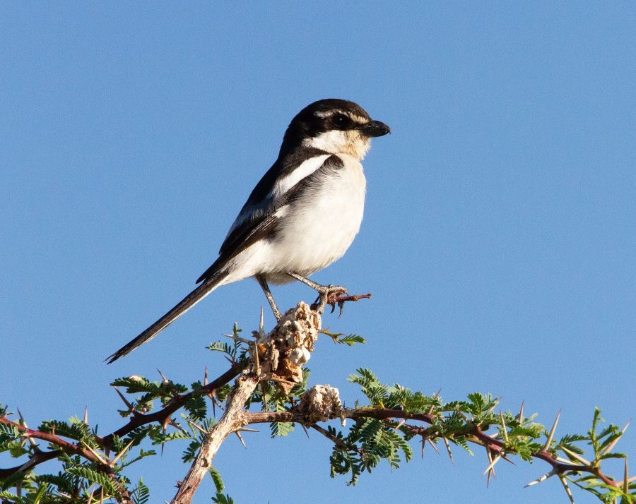 SHRIKE.       FISCAL arid west  with pantry.jpg