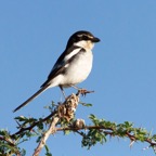 SHRIKE.       FISCAL arid west  with pantry.jpg