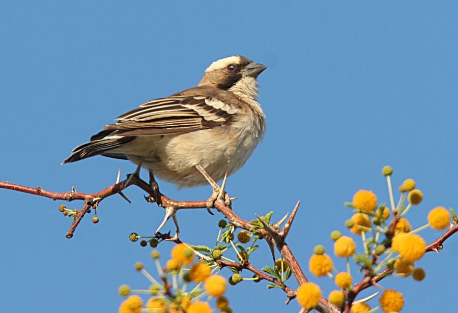 SPARROW WEAVER       WHITE BROWED.jpg