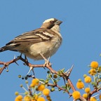 SPARROW WEAVER       WHITE BROWED.jpg