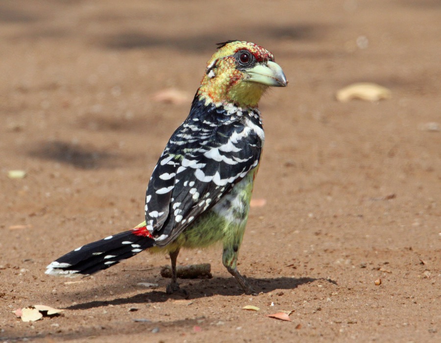 BARBET     CRESTED (O).jpg