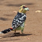 BARBET     CRESTED (O).jpg