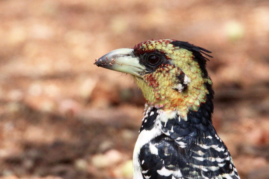 BARBET.      CRESTED (O).jpg