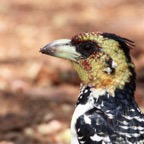 BARBET.      CRESTED (O).jpg