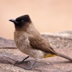 BULBUL       BLACK EYED (O).jpg
