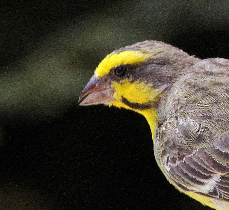 CANARY  YELLOW FRONTED (SS).jpg