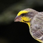 CANARY  YELLOW FRONTED (SS).jpg