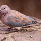 DOVE    LAUGHING (O).jpg
