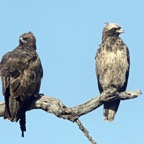 EAGLES  WAHLBERG (SS).JPG