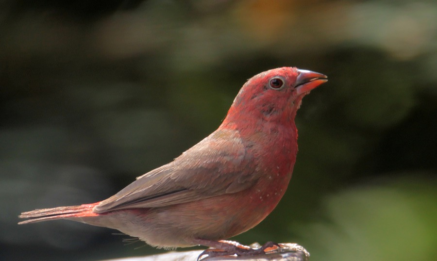 FINCH              RED BILLED (SS).JPG