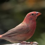 FINCH              RED BILLED (SS).JPG