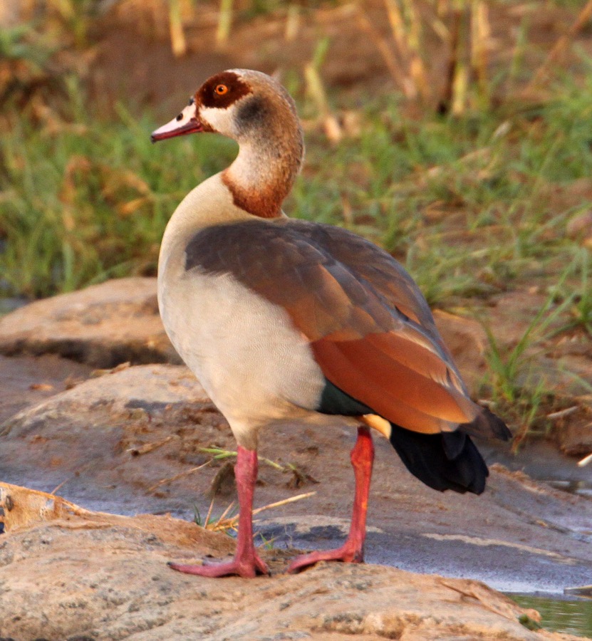 GOOSE   EGYPTIAN (O).jpg