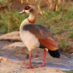 GOOSE   EGYPTIAN (O).jpg