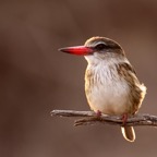 KINGFISHER  BROWN   HODDED  female (O).jpg