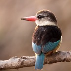 KINGFISHER  BROWN   HOODED   male (O).jpg