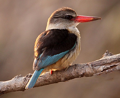 KINGFISHER BROWN HOODED  male (O).jpg
