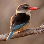 KINGFISHER BROWN HOODED  male (O).jpg