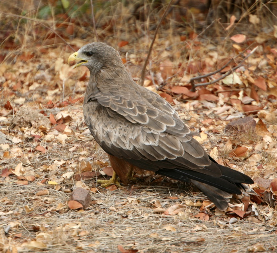 KITE           YELLOW BILLED (O).jpg