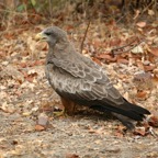 KITE           YELLOW BILLED (O).jpg