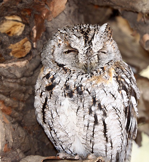 OWL         AFRICAN     SCOPS (O).jpg