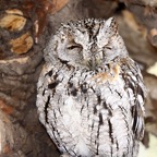 OWL         AFRICAN     SCOPS (O).jpg