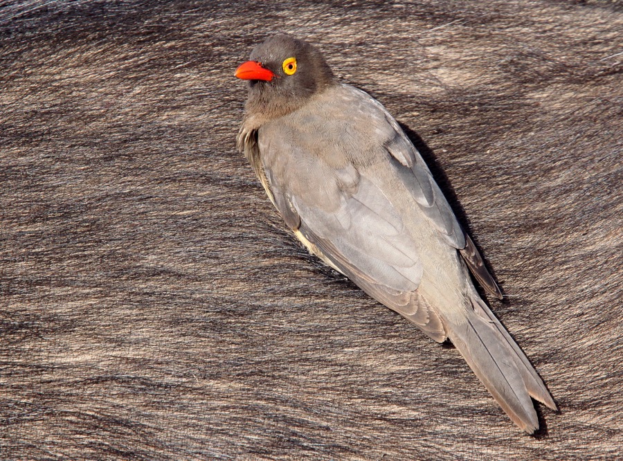 OXPECKER       RED BILLED    on Buffalo (SS).JPG