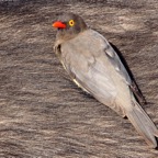 OXPECKER       RED BILLED    on Buffalo (SS).JPG