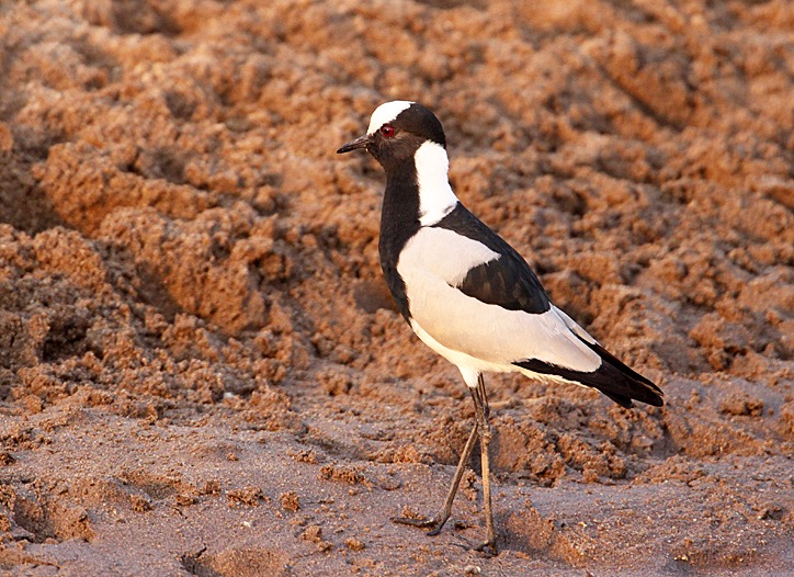 PLOVER   BLACKSMITH (O).jpg