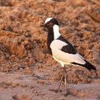 PLOVER   BLACKSMITH (O).jpg