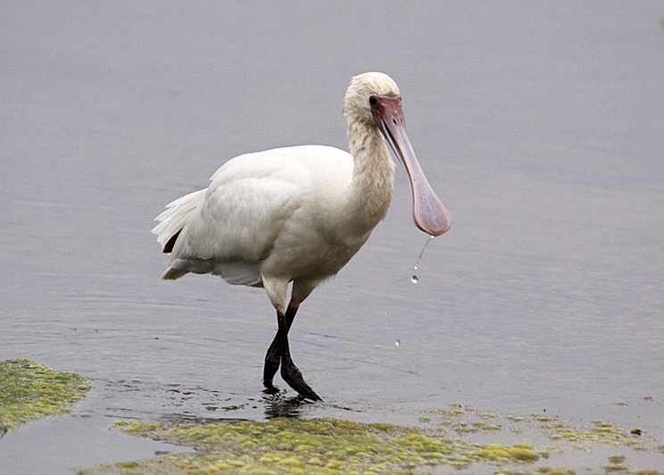 SPOONBILL AFRICAN (O).jpg