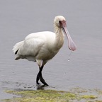 SPOONBILL AFRICAN (O).jpg