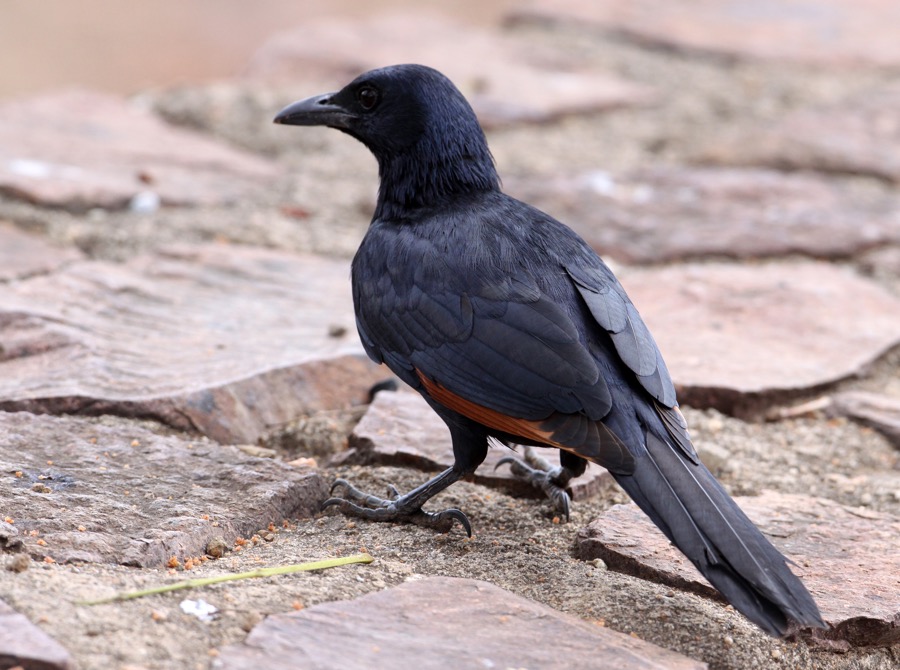 STARLING         RED WINGED (O).jpg