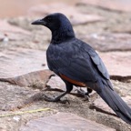 STARLING         RED WINGED (O).jpg