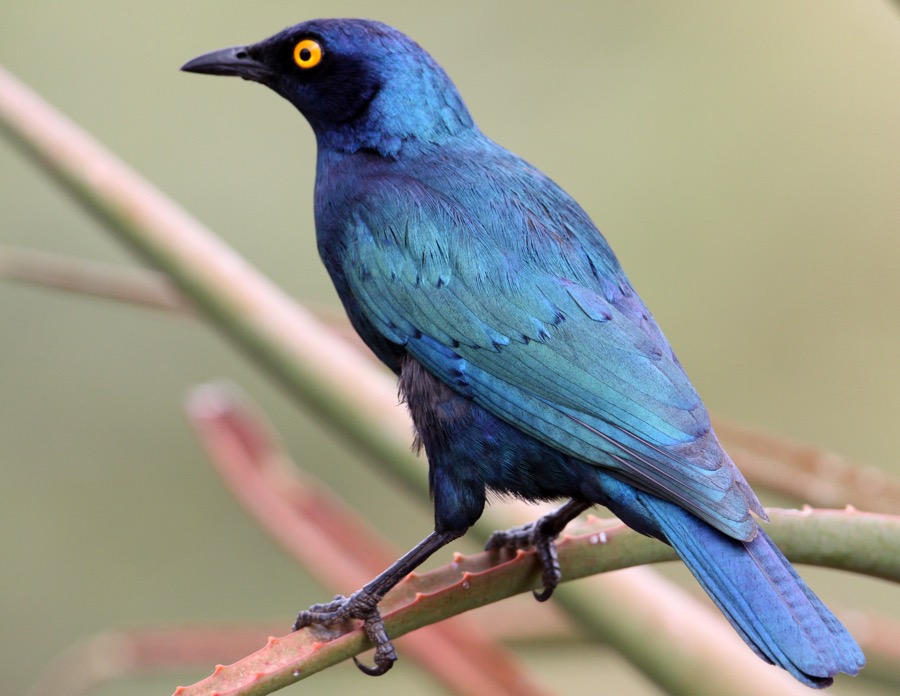 STARLING      CAPE GLOSSY (O).jpg