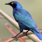STARLING      CAPE GLOSSY (O).jpg