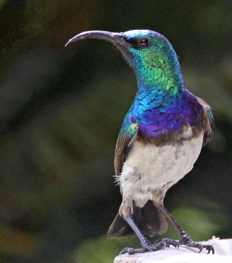 SUNBIRD          WHITE     BELLIED male (SS).JPG