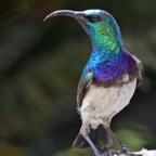 SUNBIRD          WHITE     BELLIED male (SS).JPG