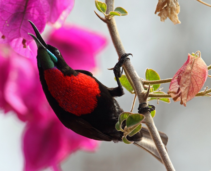 SUNBIRD    SCARLET CHESTED  male (SS).JPG