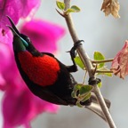 SUNBIRD    SCARLET CHESTED  male (SS).JPG