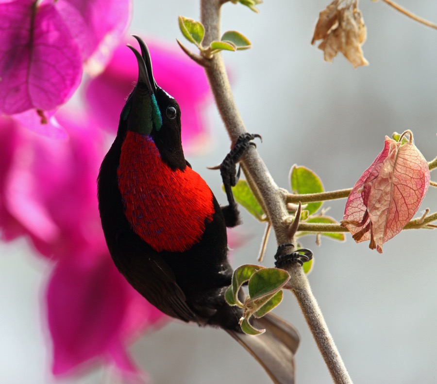 SUNBIRD SCARLET  CHESTED male (SS).JPG