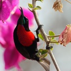 SUNBIRD SCARLET  CHESTED male (SS).JPG