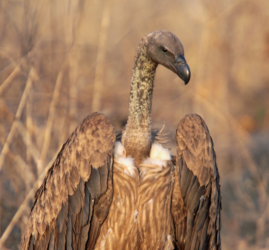 VULTURE      WHITE BACKED (SS).JPG
