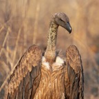 VULTURE      WHITE BACKED (SS).JPG