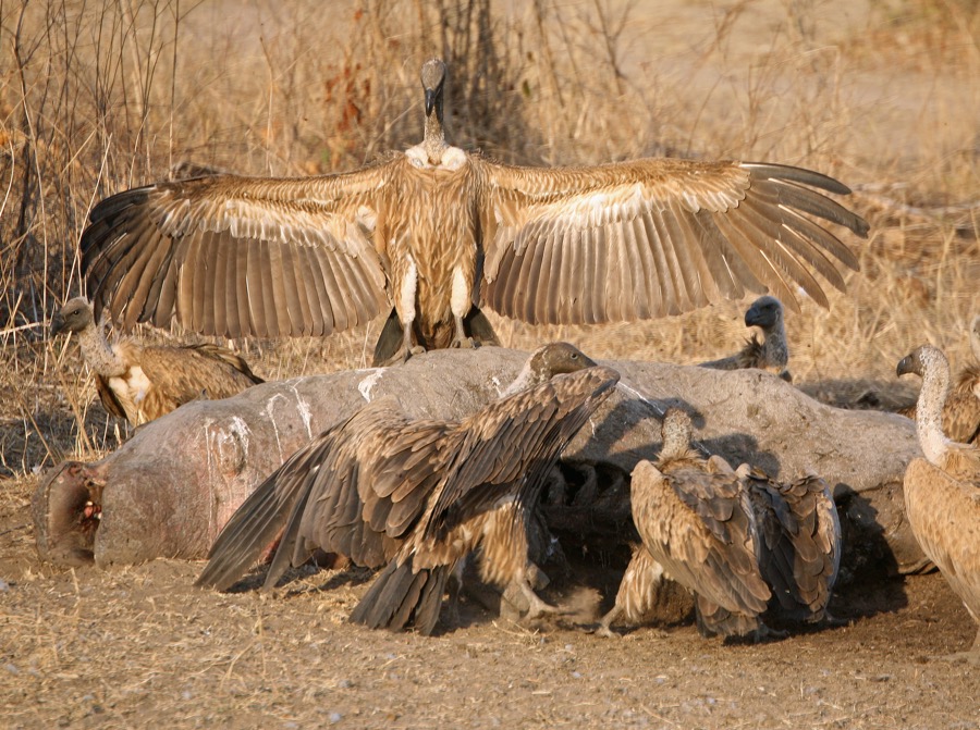 VULTURES     WHITE BACKED   on dead Hippo (SS).JPG