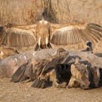 VULTURES     WHITE BACKED   on dead Hippo (SS).JPG