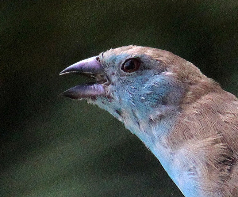 WAXBILL         BLUE (SS).JPG