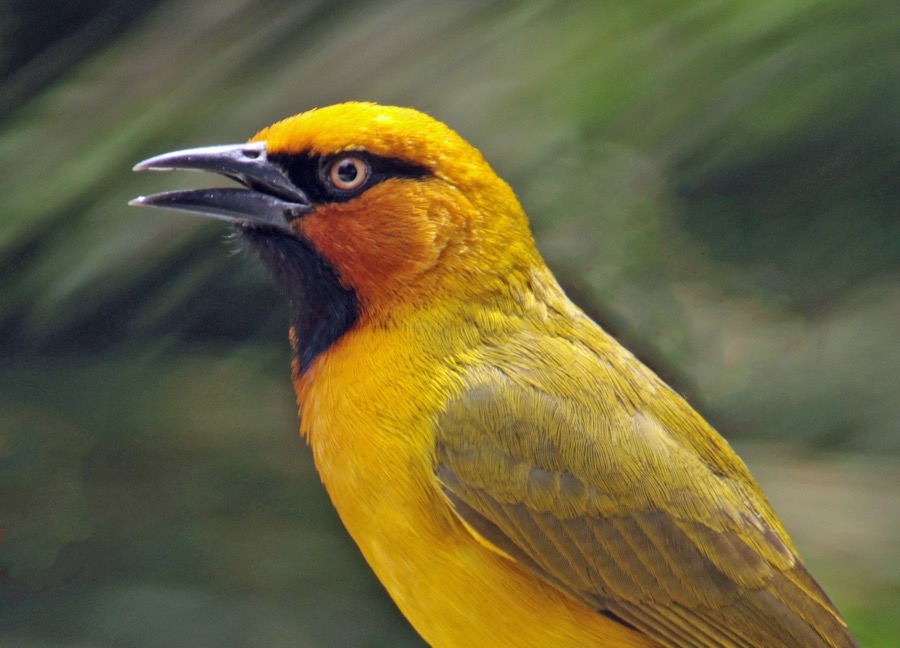 WEAVER  SPECTACLED    male_ (SS).jpg