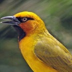 WEAVER  SPECTACLED    male_ (SS).jpg