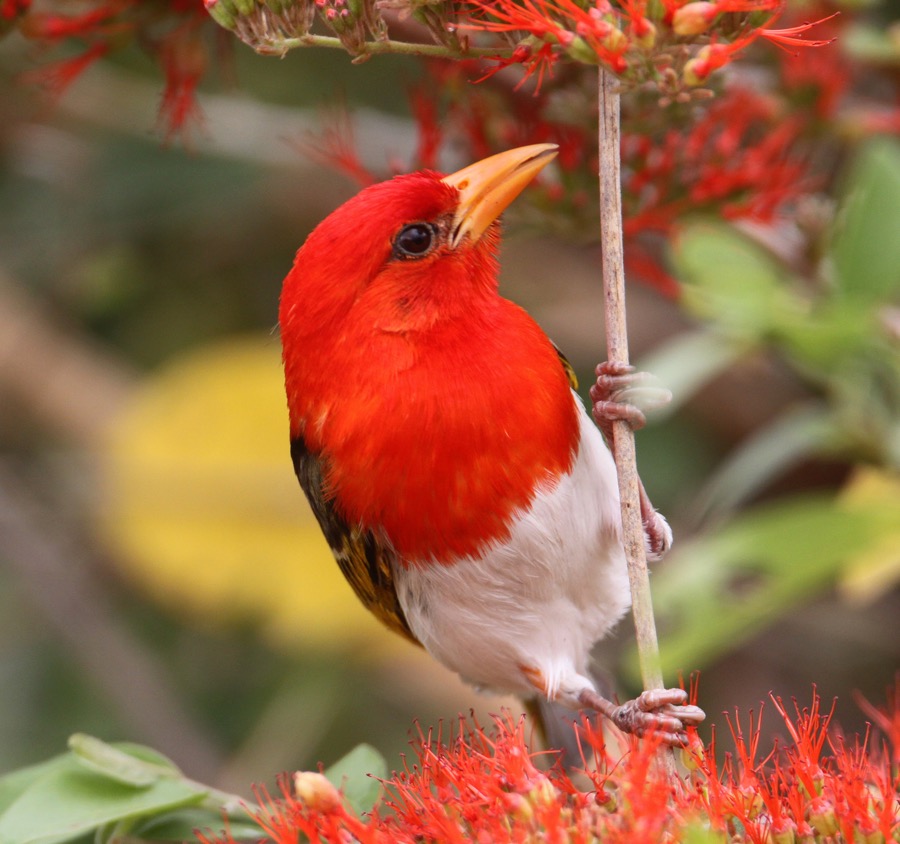 WEAVER.          .RED HEADED   male (O).jpg